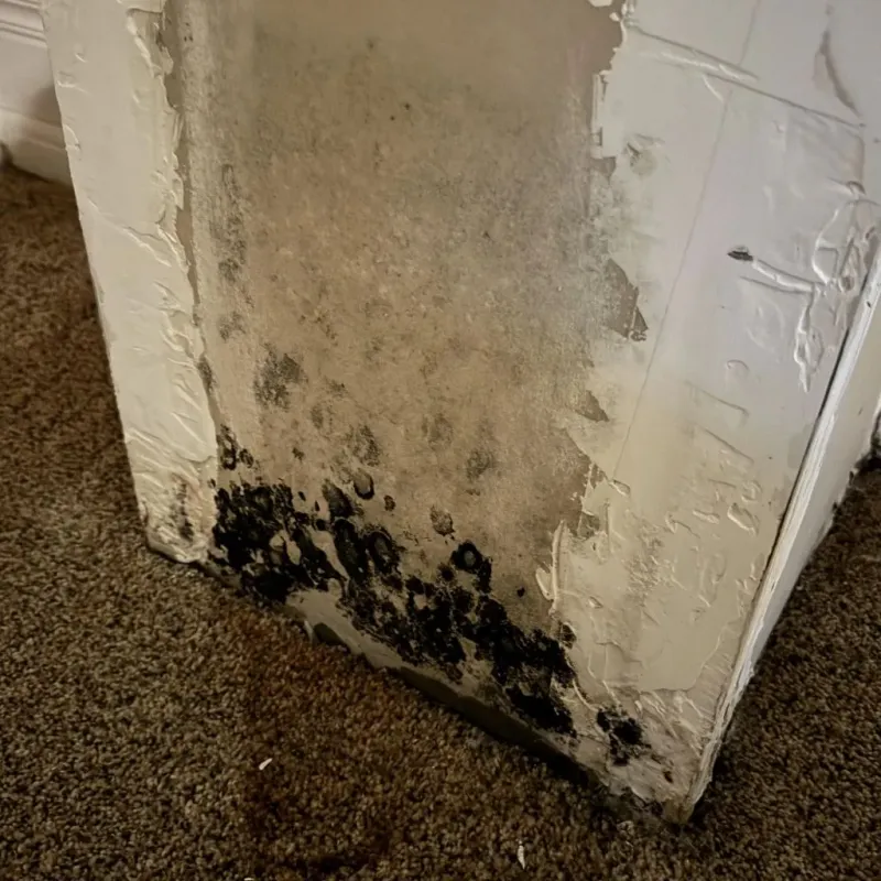 Professional Mold Removal in Pownal, VT